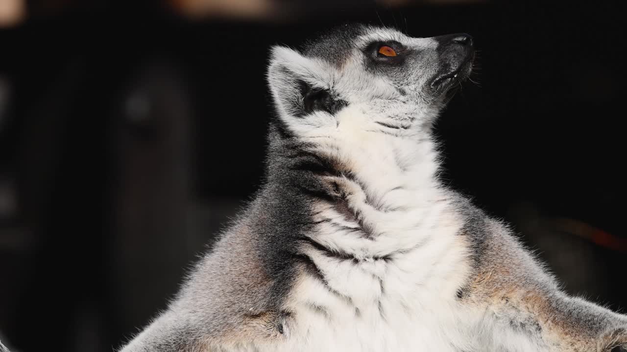 el lémur sentado y mirando a su alrededor atentamente