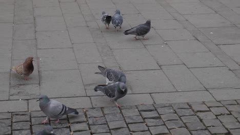 palomas en busca de comida. calle de pavimento