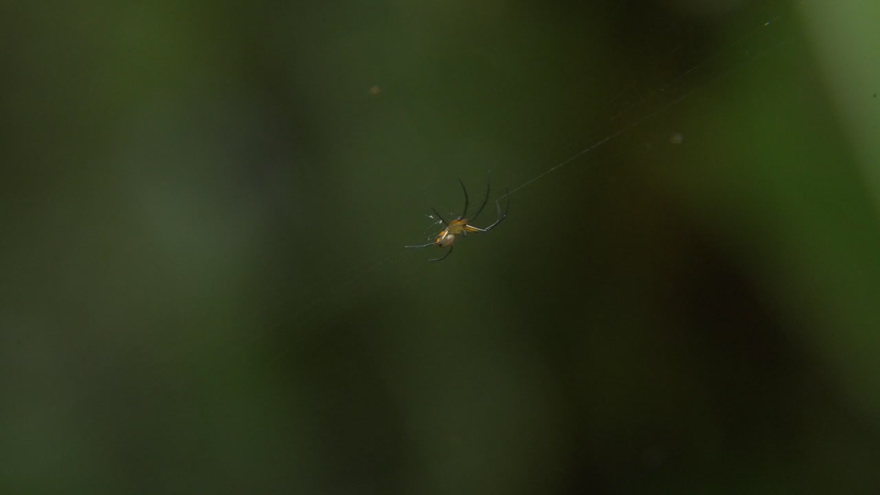 Filmato macro di un ragno molto piccolo appoggiato sulla sua ragnatela su uno sfondo verde tenue e sfocato. La scena enfatizza la staticità, la struttura delicata e i dettagli sottili all'interno di un ambiente naturale.