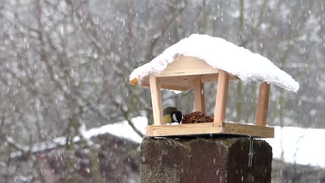 Great-tit-holds-seed-with-feet-and-strikes-it-with-the-bill-to-eat-it-bit-by-bit