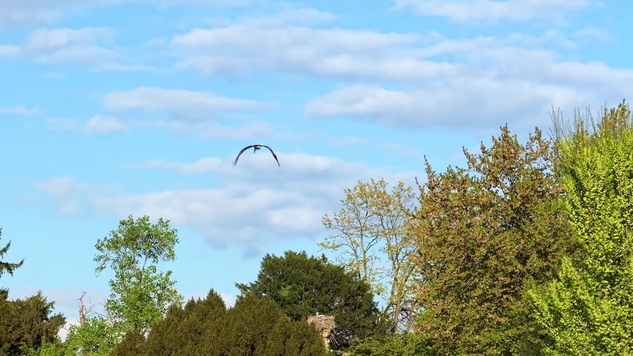 White stork flying above lush green trees and fountain on sunny day
