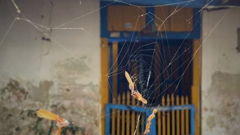 la red de araña frente a la casa vacía