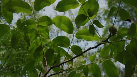 Einige-Blätter,-Die-Von-Grellem-Sonnenlicht-Hinterleuchtet-Werden,-Das-Im-Wind-Weht