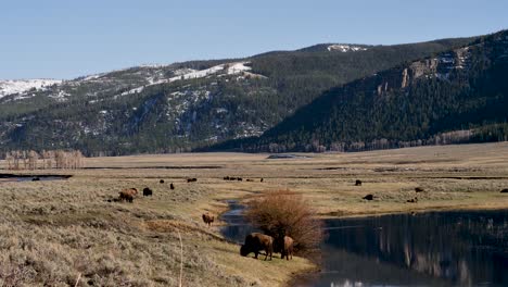 herd of bison grazing in lamar valley