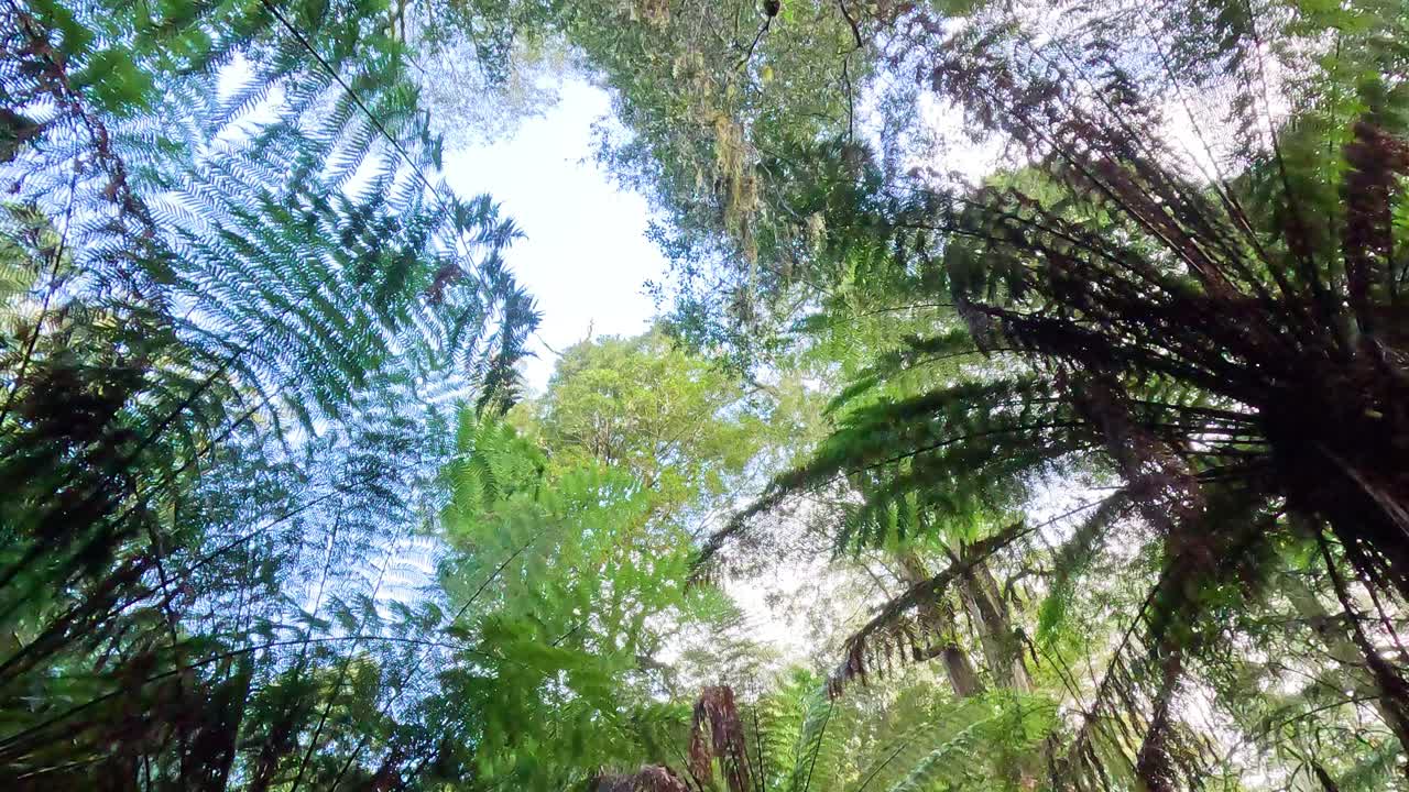 follaje verde exuberante bajo un cielo brillante