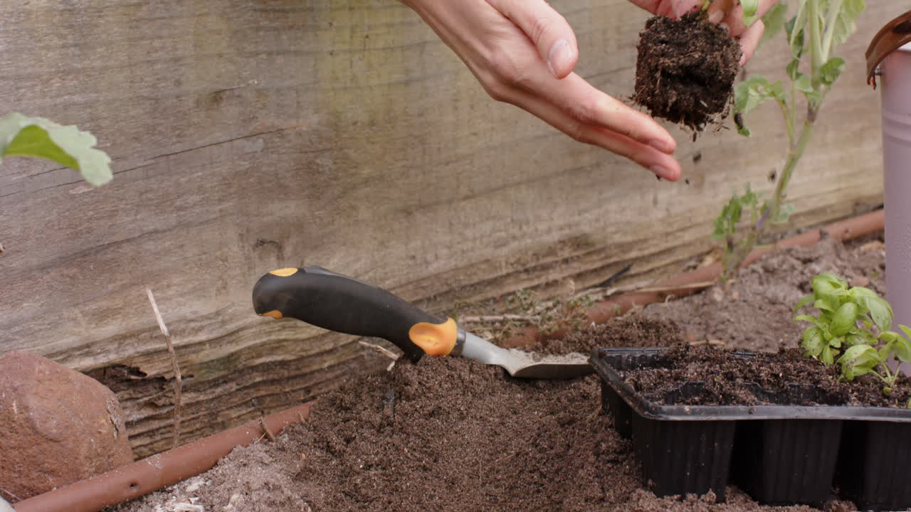 Hands of biracial woman planting, gardening with copy space, slow motion