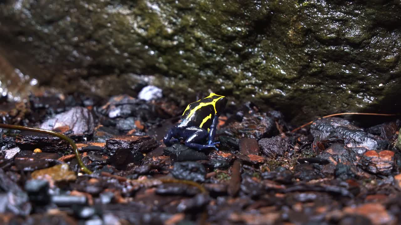 작은 염색 독 다트 개구리, 밝은 파란색과 노란색 외관을 가진 dendrobates tinctorius, 축축하고 안개가 자욱한 숲 바닥에서 앞으로 뛰어오르고, 클로즈업 샷