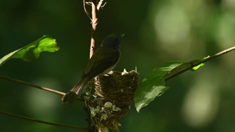 black-naped monarch, hypothymis azurea, kaeng krachan national park, unesco world heritage, thailand