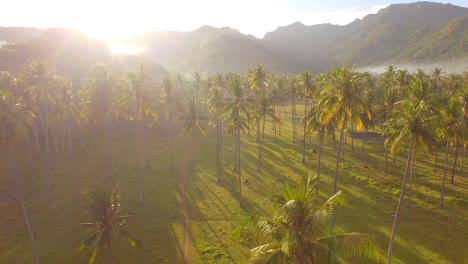 flying over palm trees at sunrise