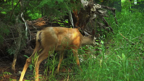 ciervo comiendo hojas del arbol