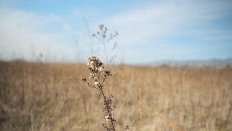 hierba en el viento en medio de la nada