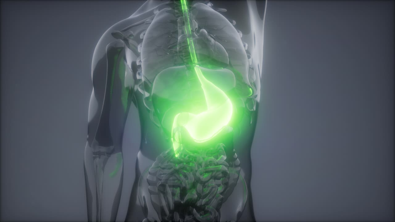 Human Stomach Radiology Exam
