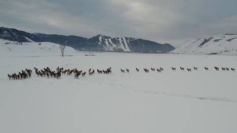 A-low-flying-4K-drone-shot-of-a-massive-herd-of-Elk,-running-together-as-a-group-over-the-plains-of-Grand-Teton-National-Park,-just-north-of-Jackson,-Wyoming