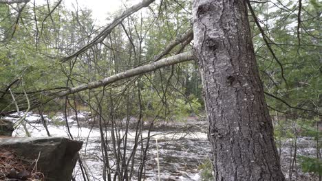 imposing waterfall plunging into a river behind a majestic tree