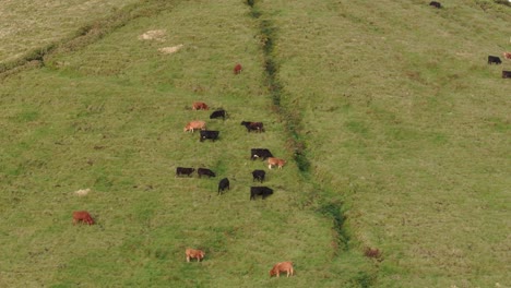 Toma-Aérea-De-Teleobjetivo-De-Vacas-Pastando-En-Prados-Verdes-En-Azores