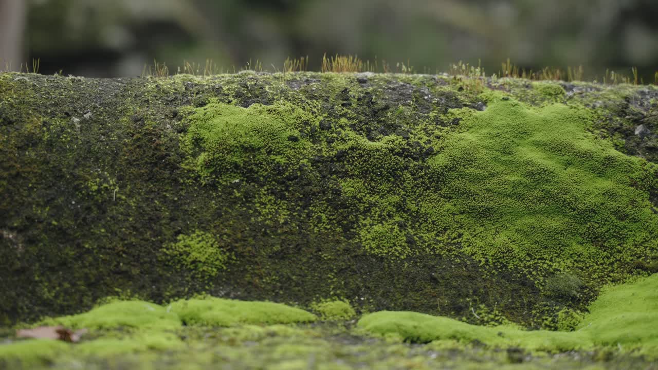 visión macro de la superficie de la piedra cubierta de musgo