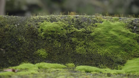 moss-covered stone surface macro view