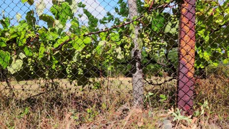 white grape behind a fence on a sunny day