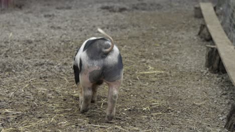 Black-and-white-piglet-walks-and-sniffs-ground,-slow-motion