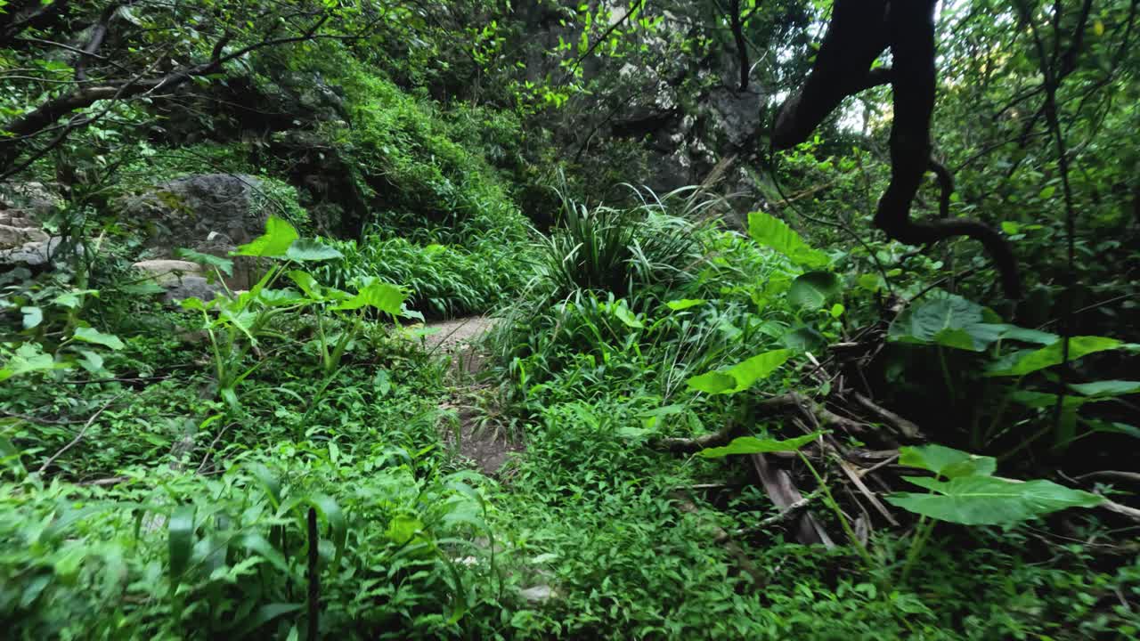 un paseo panorámico a través de la vegetación del bosque exuberante