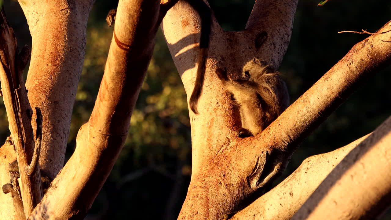 Baboon perched in tree at sunrise raises leg in funny angle to look for fleas