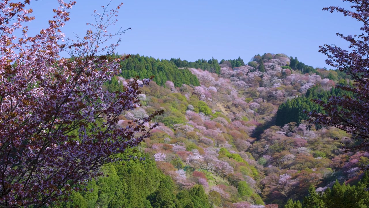 春の吉野の美しいピンクの山、何百本もの桜が満開。