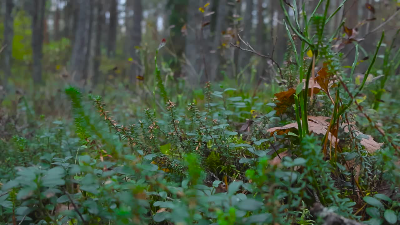 Forest Floor Plants and Undergrowth