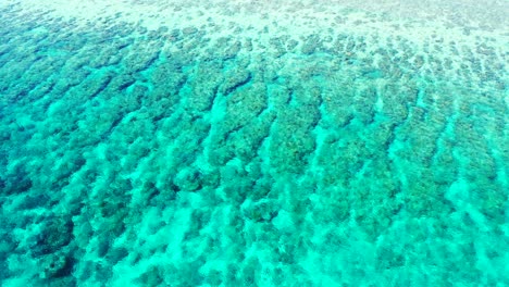 hermosos fondos marinos con arrecifes de coral que crecen en arena blanca, vistos bajo aguas cristalinas de laguna turquesa poco profunda, australia