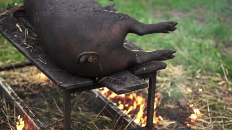 scorching of the carcass of a pig that has just been slaughtered - medium shot