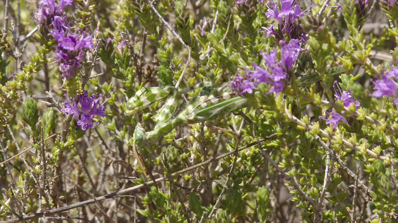Devil's Flower Mantis standing on a flowering shrub waiting to catch a prey.