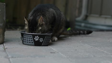 Gato-Comiendo-Comida-Afuera.-Tiro-En-4k