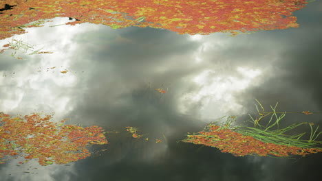 grey clouds reflected in calm river waters with red alga, slow motion