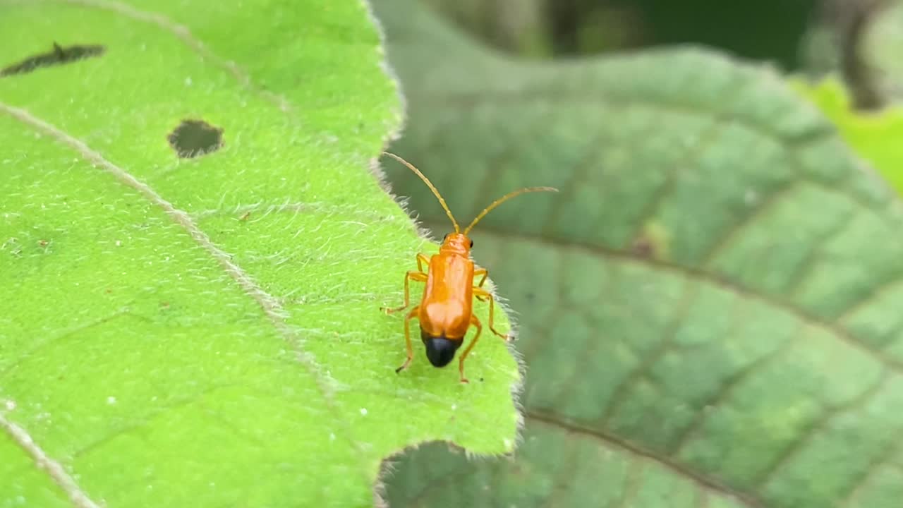 녹색 잎에 자리 잡은 오렌지 곤충 해충의 닫습니다
