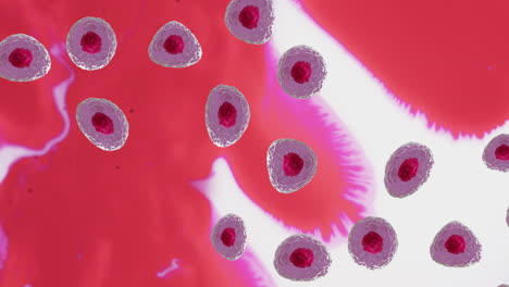 animación de micro de células rojas y rosadas sobre fondo rojo y blanco
