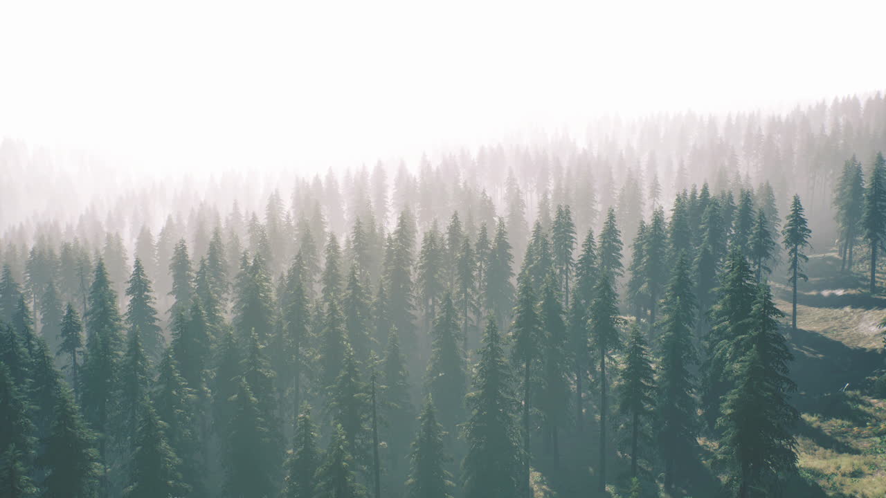 Misty forest landscape displaying tall coniferous trees in the morning light