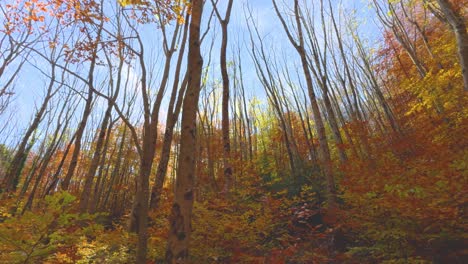 Ebene-Versus-Gehackter,-Gelber-Wald-Bunter-Herbst-Im-Bergwald-Ockerfarbene-Farben-Rote-Orangen-Und-Gelbtöne-Trockene-Blätter-Schöne-Bilder-Natur-Ohne-Menschen