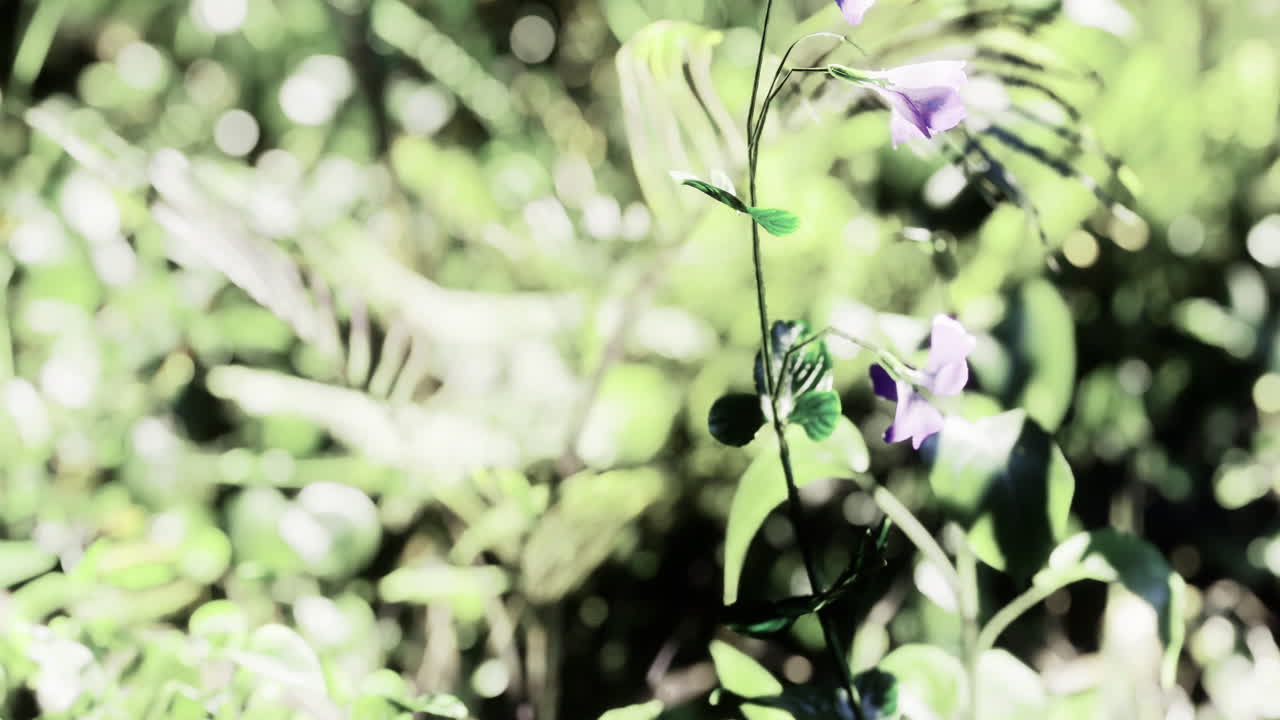 Delicate purple flowers bloom in the lush greenery of a sunlit meadow