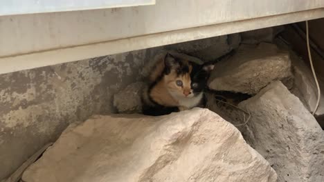 small cat hiding under cabinet on rock scared homeless