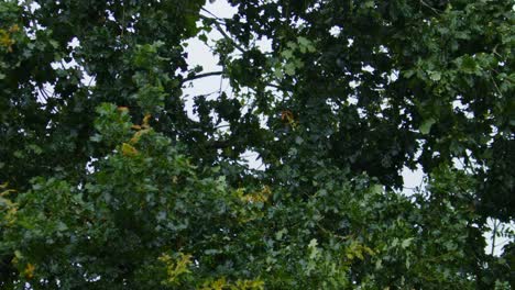 powerful wind blowing strong oak tree