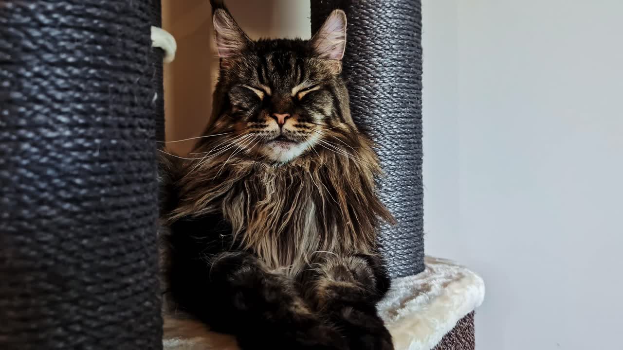 Cat rests comfortably in round cat tree post, indoor pet moment, relaxed and cozy