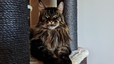 cat rests comfortably in round cat tree post, indoor pet moment, relaxed and cozy