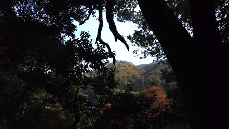 Fall-colors-on-Japanese-Mountainside,-pan-through-dark-trees-at-Eigenji-Temple