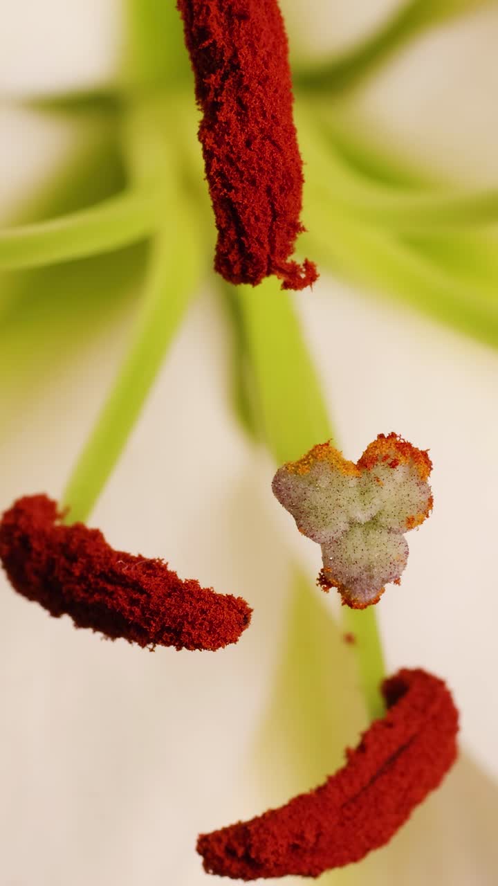 Video ravvicinato delle parti di un fiore di giglio, che evidenzia l'interazione tra stame e polline con uno strumento sotto una luce intensa.