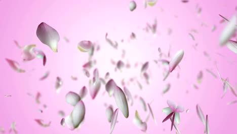 el loto rosado volando.