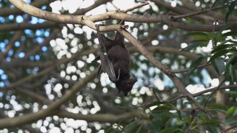 wild fruit bat, black flying fox, native to australia, hanging upside down holding on to a tree branch, wondering around its surrounding, roosting in the tree canopy, selective close up shot