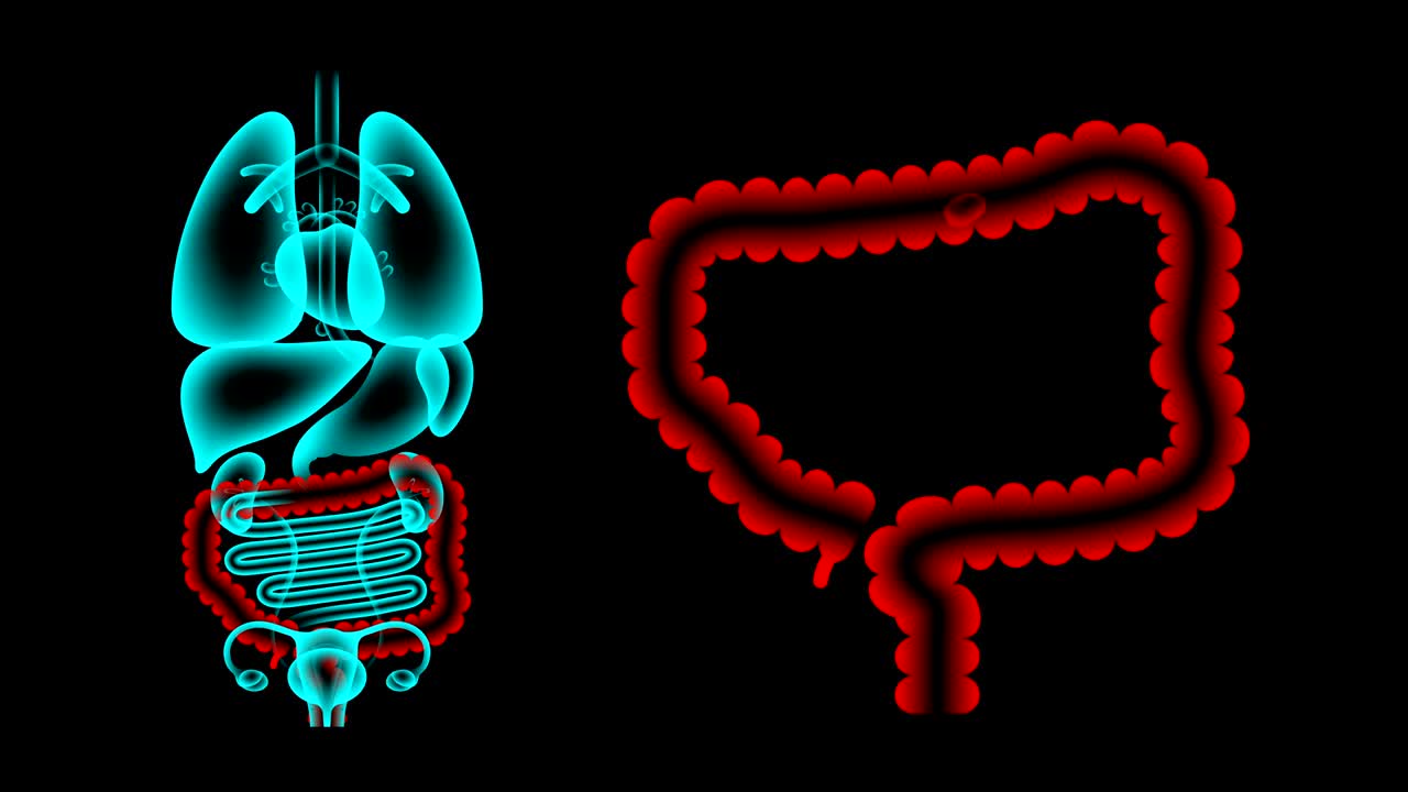 Human Female Organs X-ray set, Large intestine infection concept idea red color illustration isolated glow in the dark background, seamless looping animation 4K with copy space