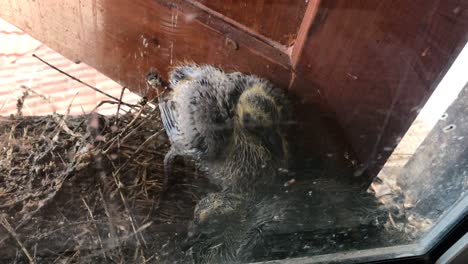 pair pigeon chicks in the nest