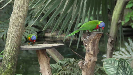 wide shot of rainbow lorikeets  eating