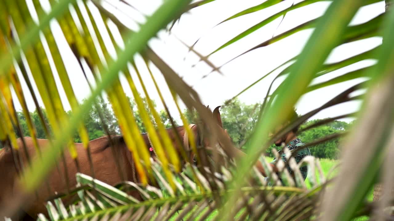 joven guapo con caballo marrón