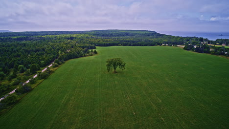 drone footage circling a solitary tree in an open field.
